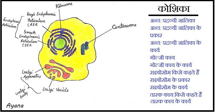 Ribosome , golgi body , centrosome ,endoplasmic reticulum