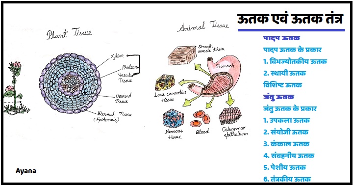ऊतक एवं ऊतक तंत्र , ऊतक के प्रकार , पादप ऊतक , जन्तु ऊतक , इनके प्रकार , विशिष्ट ऊतक