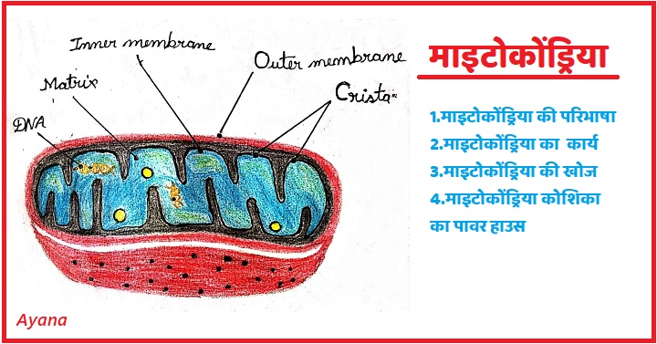 माइटोकोंड्रिया